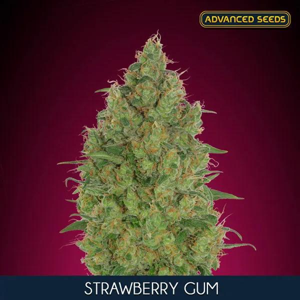 Strawberry Gum