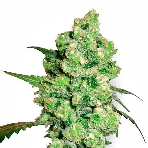 Super Skunk