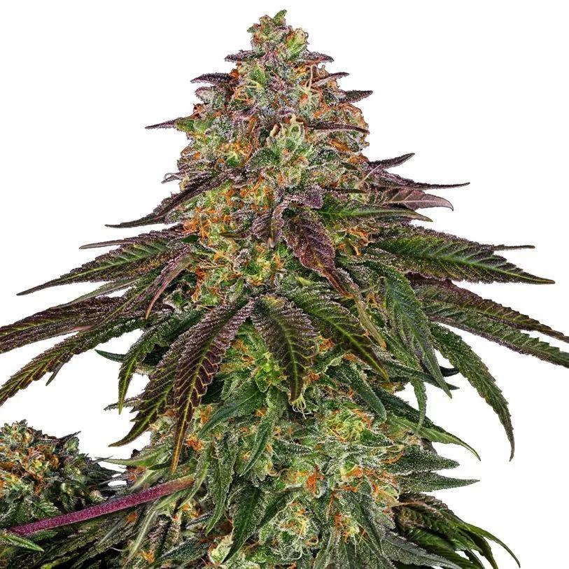 Sweet Cherry Kush