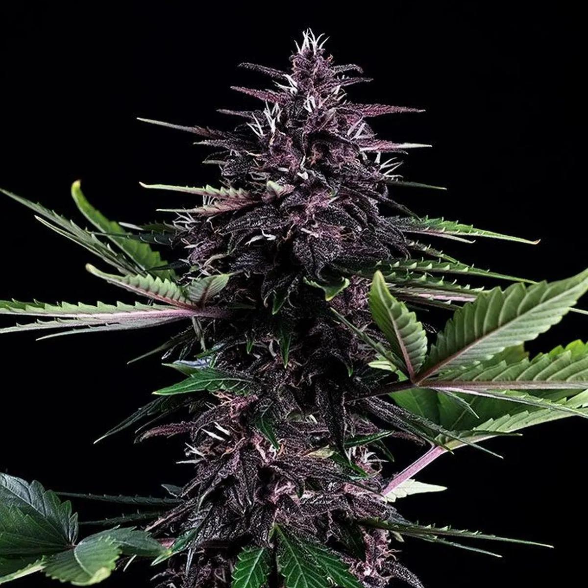 Swiss Dream Rosé Auto CBD