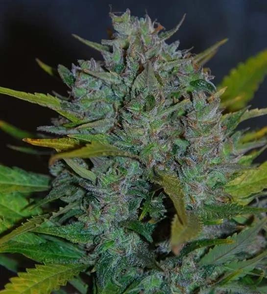 Ultraviolet Autoflower