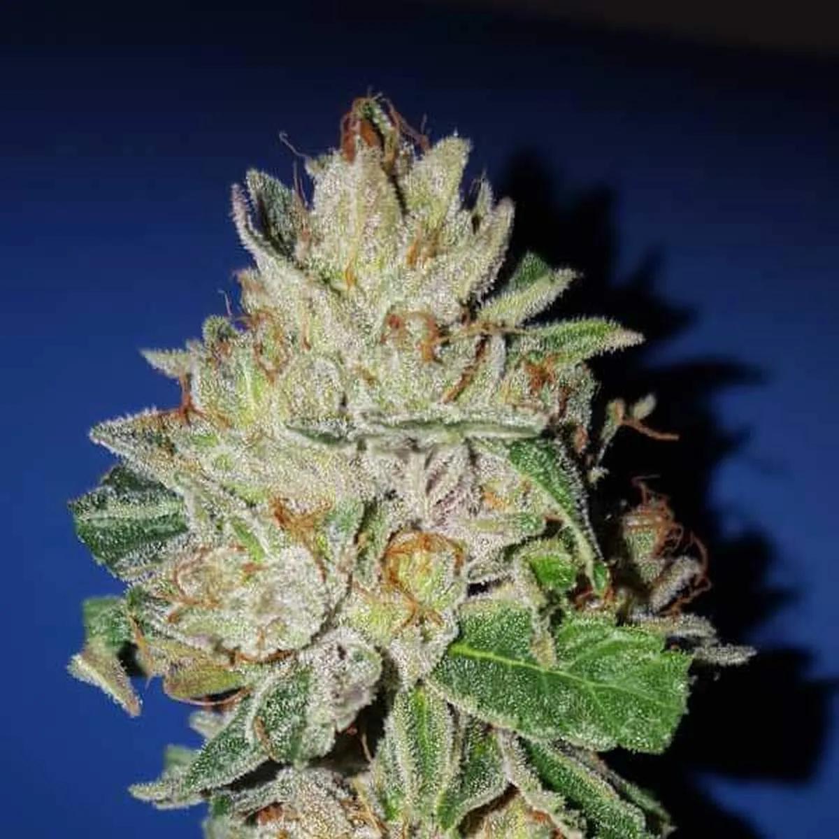 Violet Kush
