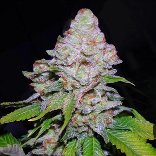 White Berry