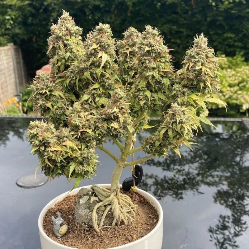 White Choco Autoflower