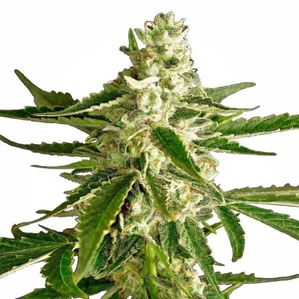 White Diesel Haze Autoflower