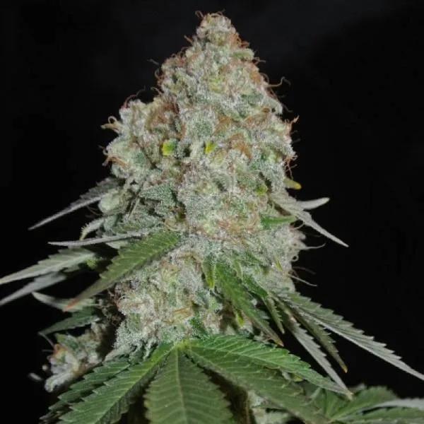 White Widow Original