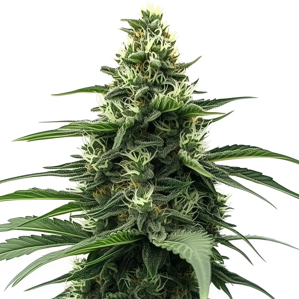 Zkittlez
