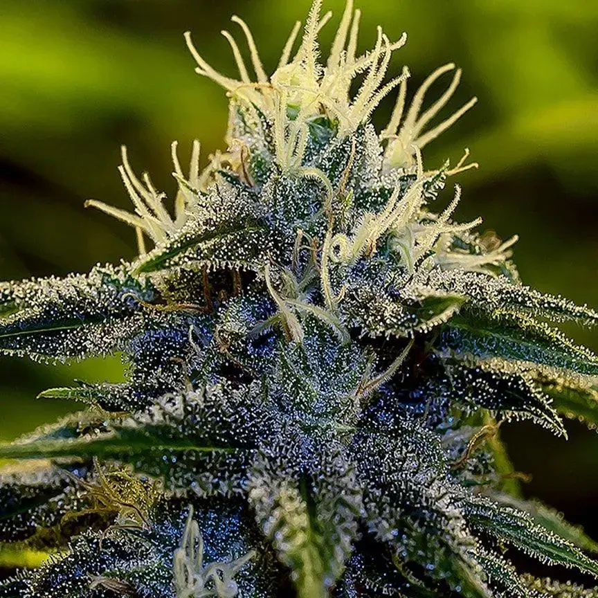 Afghan Auto