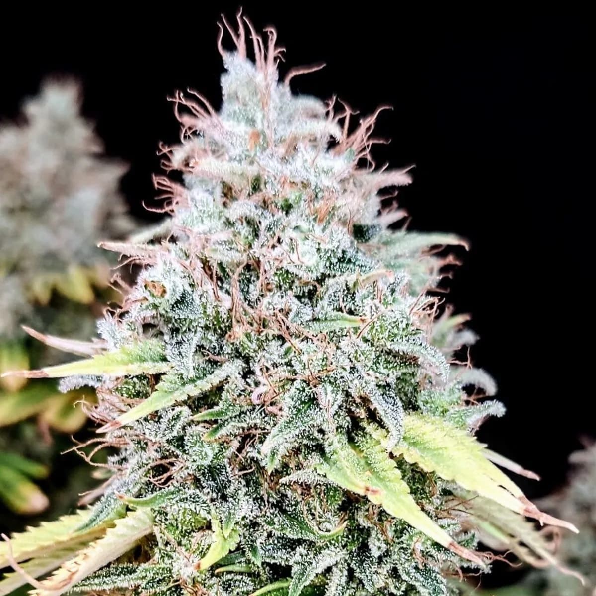 Apple OG