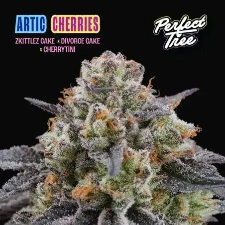 Arctic Cherries