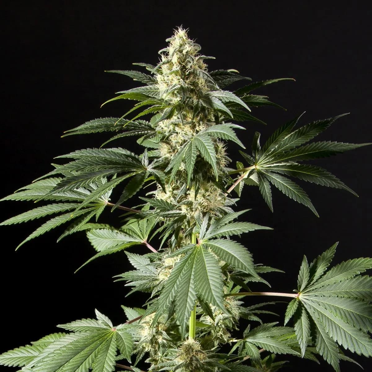 Black Bomb