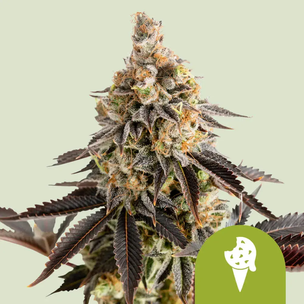 Cookies Gelato