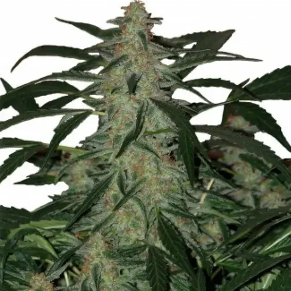 Deimos Auto