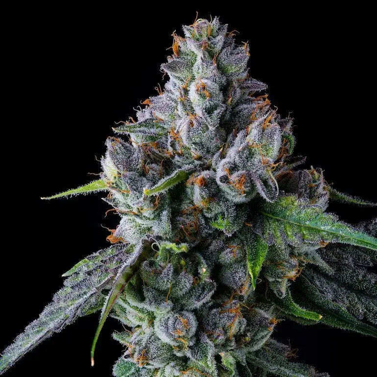El Valle Haze