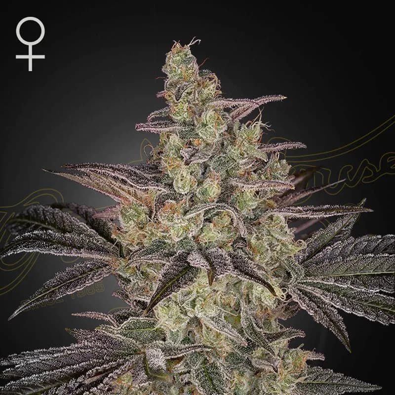 Frosted Guava