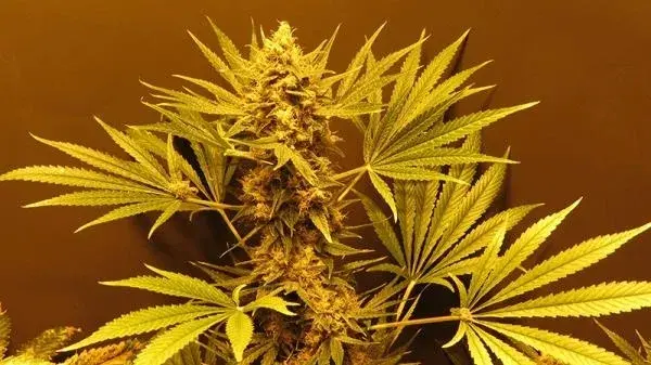 G13 Haze