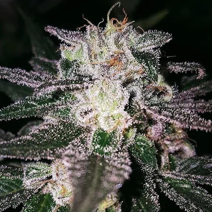 Gorilla Cookies