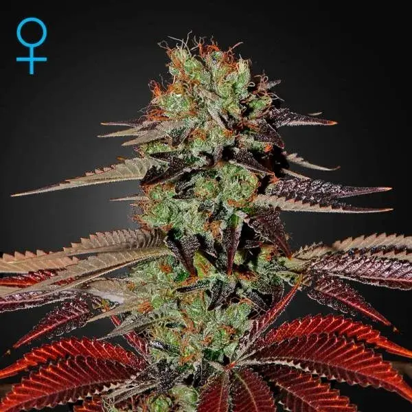 King's Kush Autoflowering