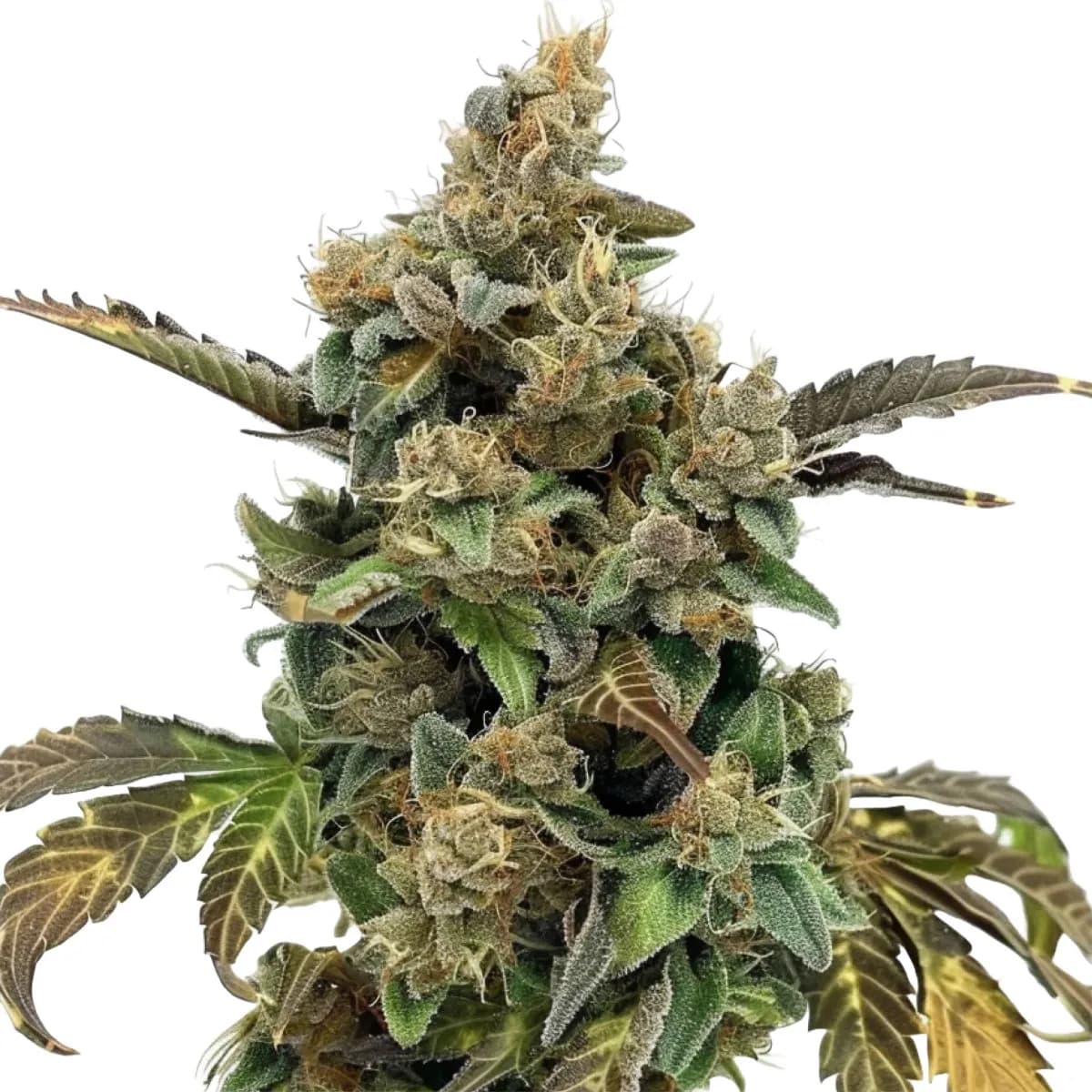 Kush Mints Auto