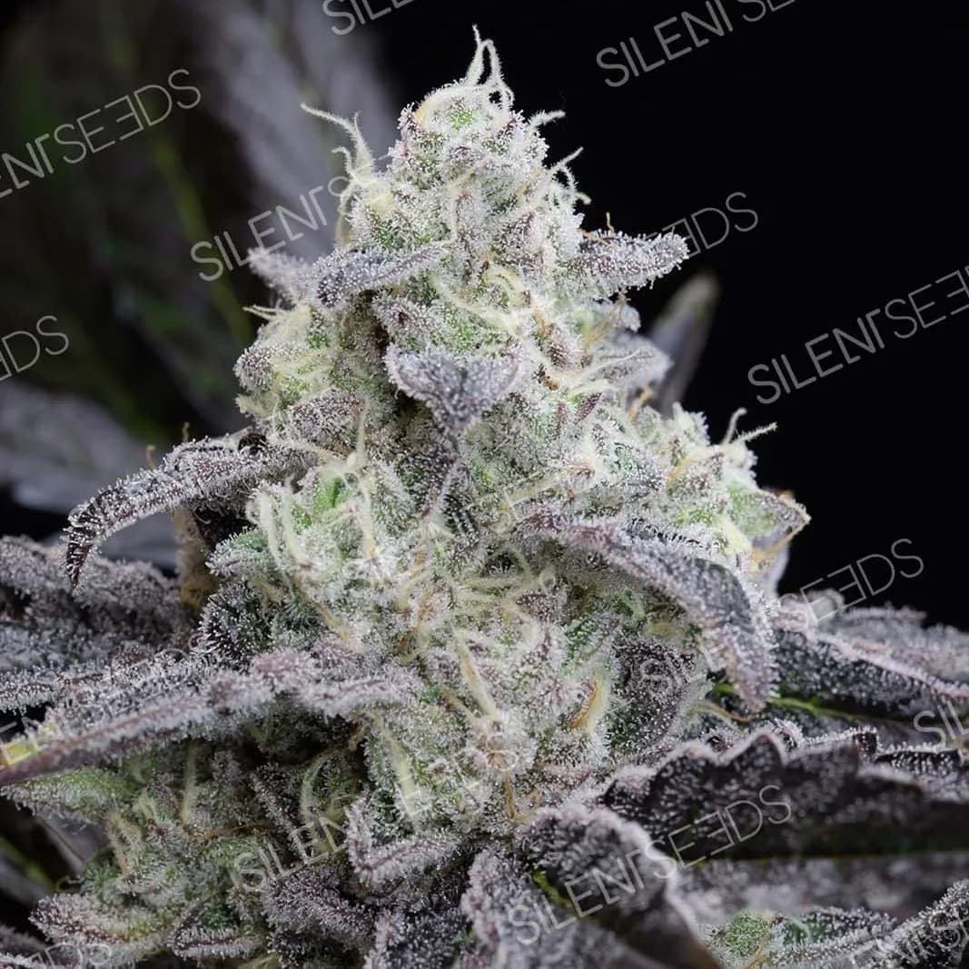 LA Vanilla Cake