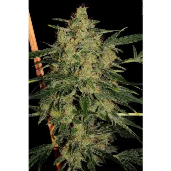 Nebula II CBD