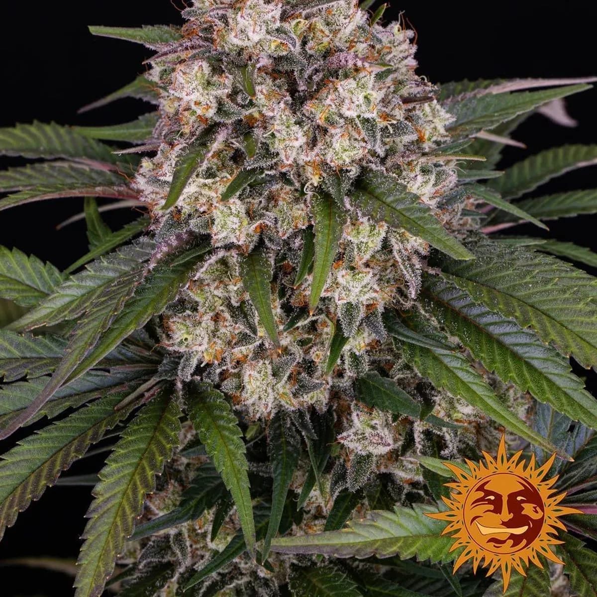 OG Kush
