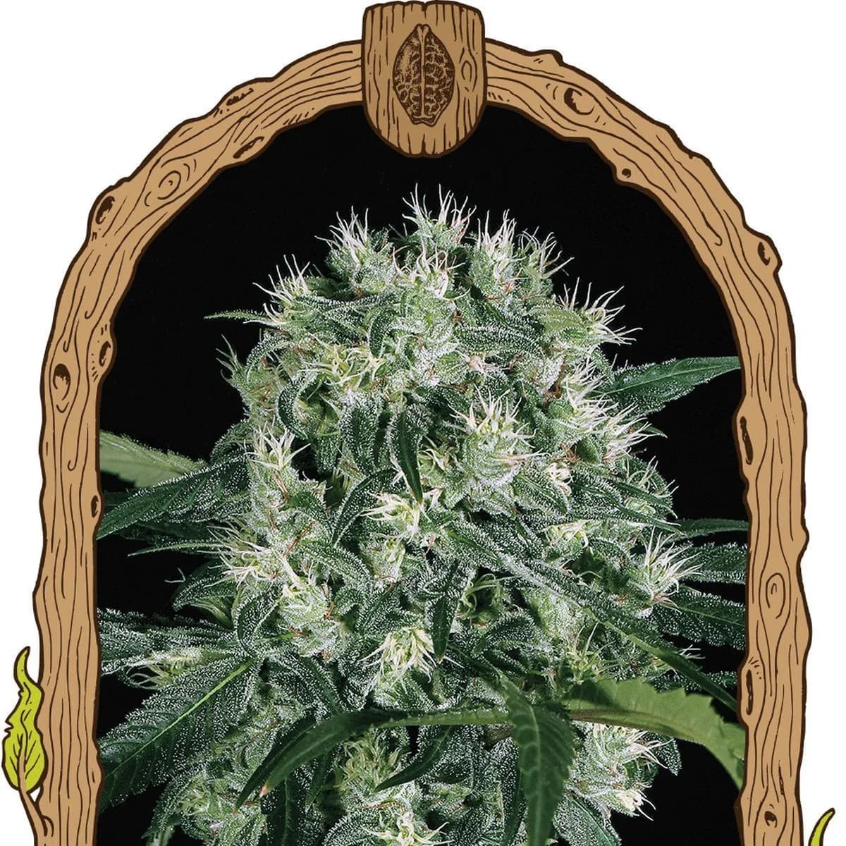 Pink Hokkaido (Exotic Seed)