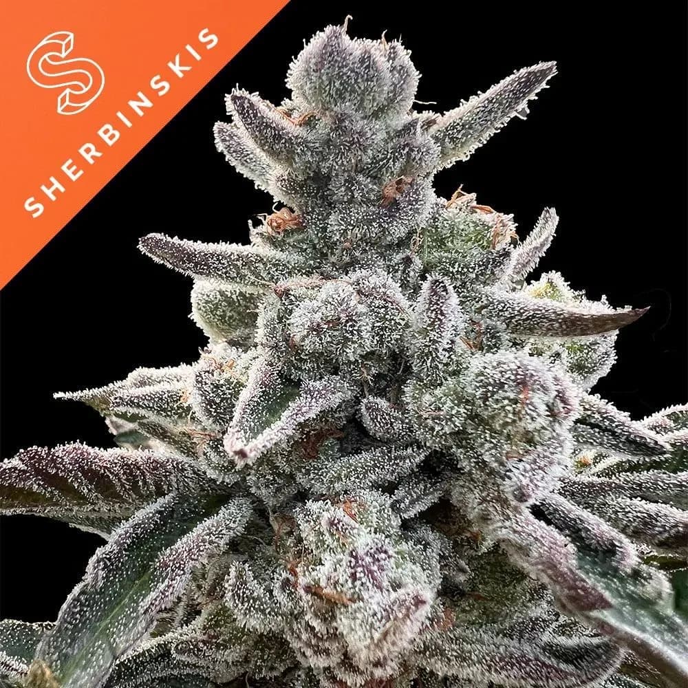 Polar Gelato (Sherbinskis x Silent Seeds)