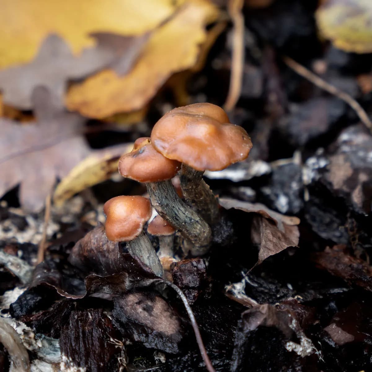 Psilocybe azurescens flytande kulturspruta (Acid Shroomz)