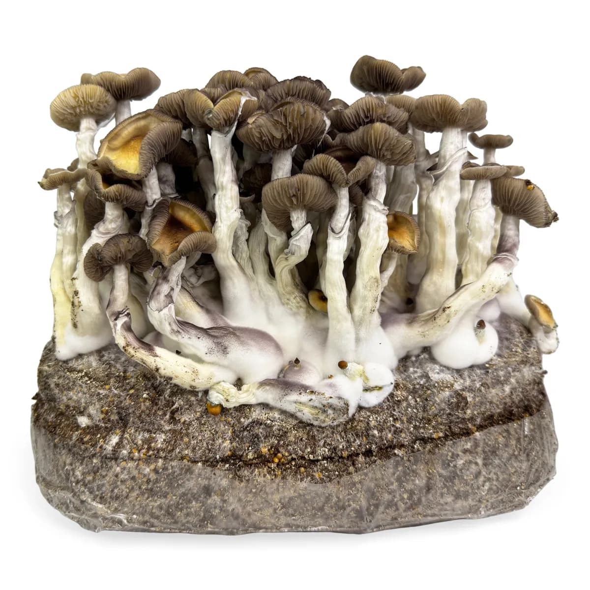 Ready-2-Grow-påse 'Golden Teacher'