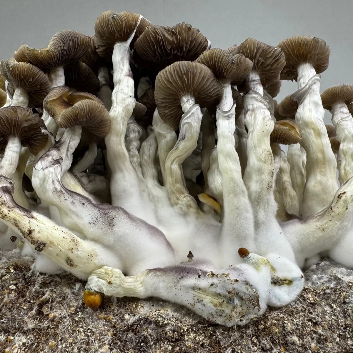 Ready-2-Grow-påse 'Golden Teacher'