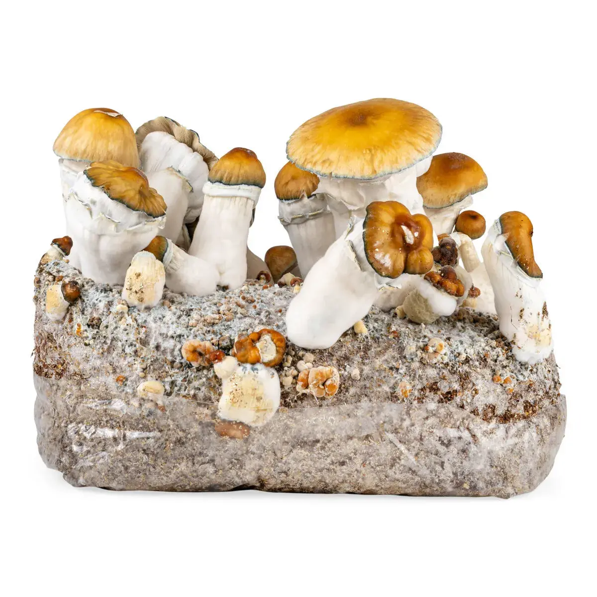 Ready-2-Grow odlingspåse 'Hillbilly Pumpkin'