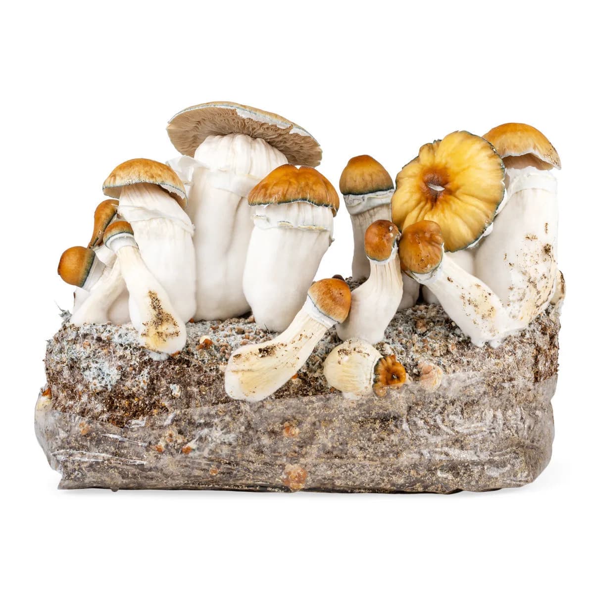 Ready-2-Grow odlingspåse 'Hillbilly Pumpkin'