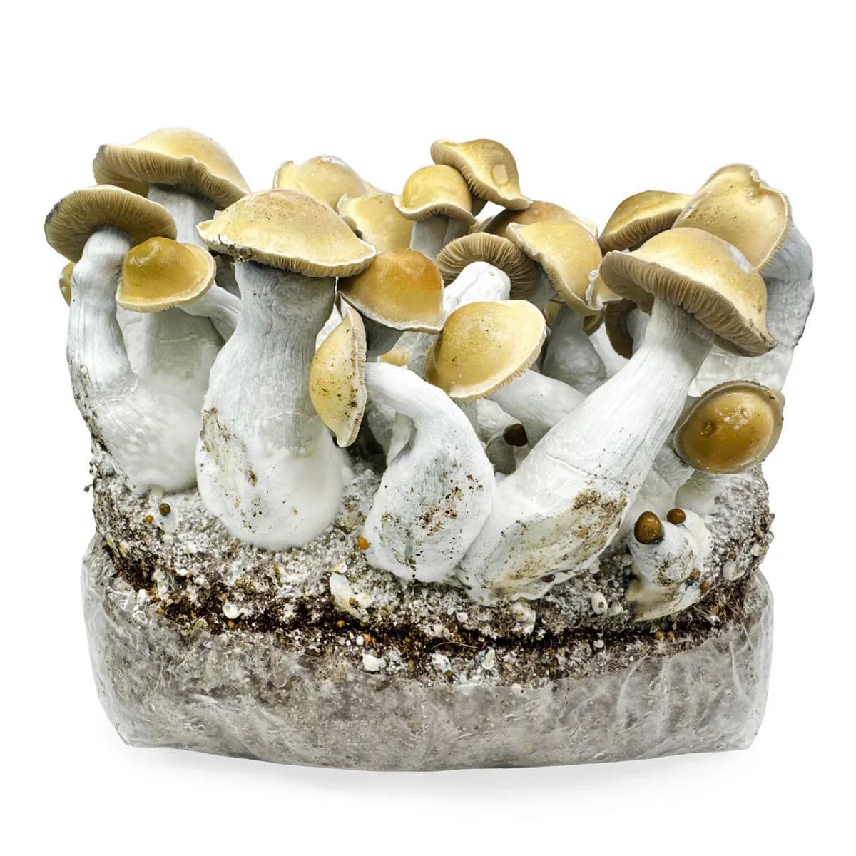 Ready-2-Grow odlingspåse 'Makilla Gorilla'