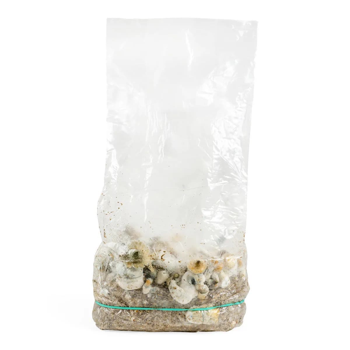 Ready-2-Grow odlingspåse 'Makilla Gorilla'