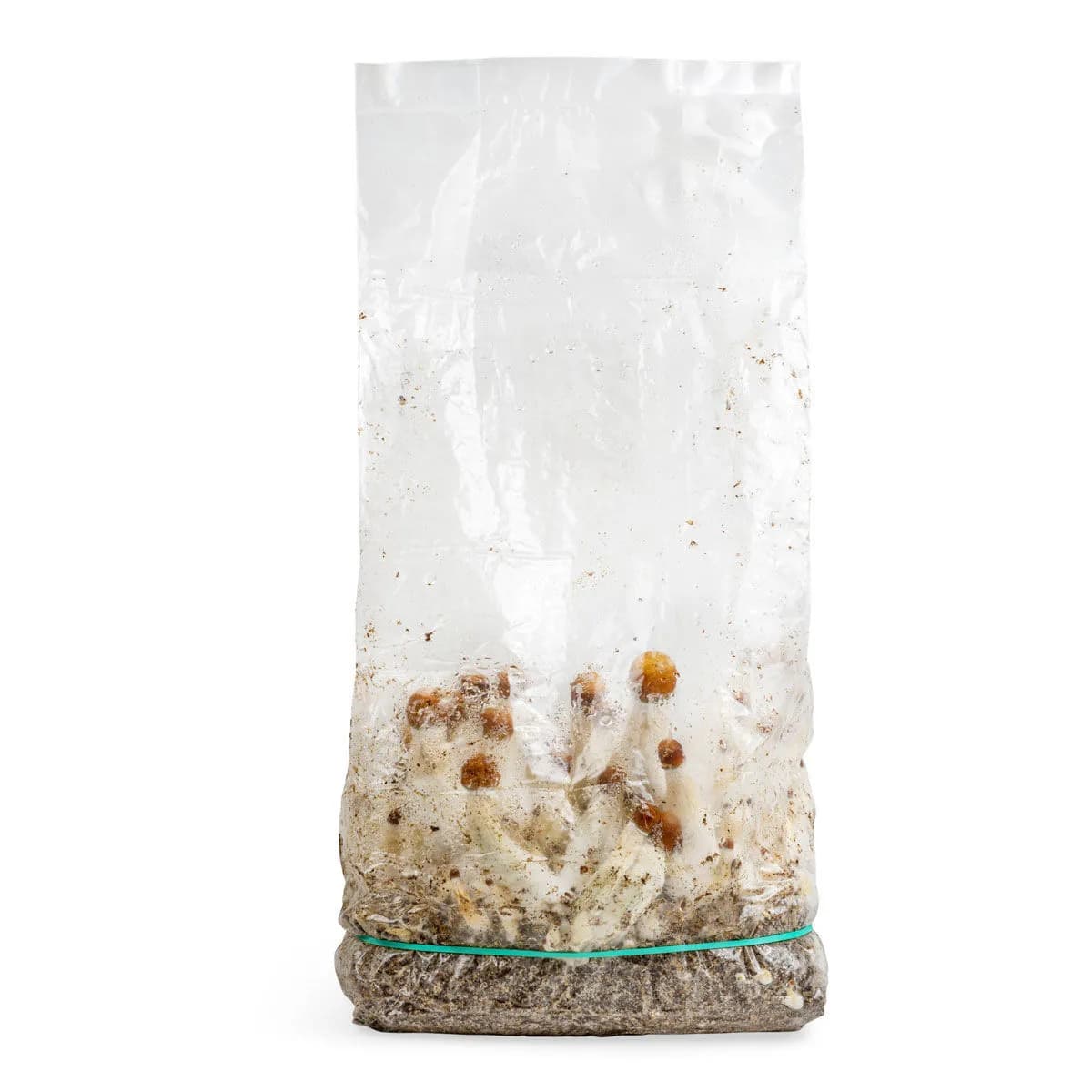 Ready-2-Grow Odlingspåse 'MVP'