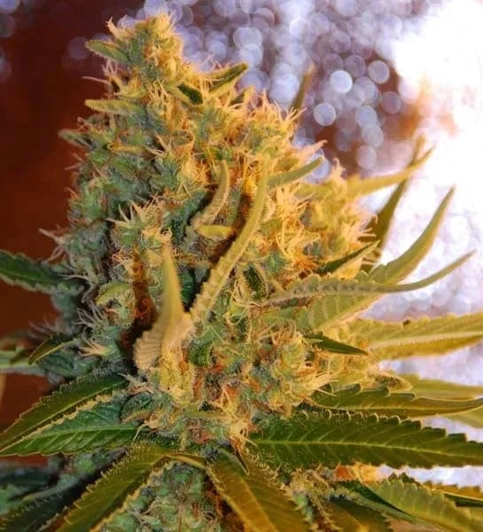 Shot Adrenaline Autoflower