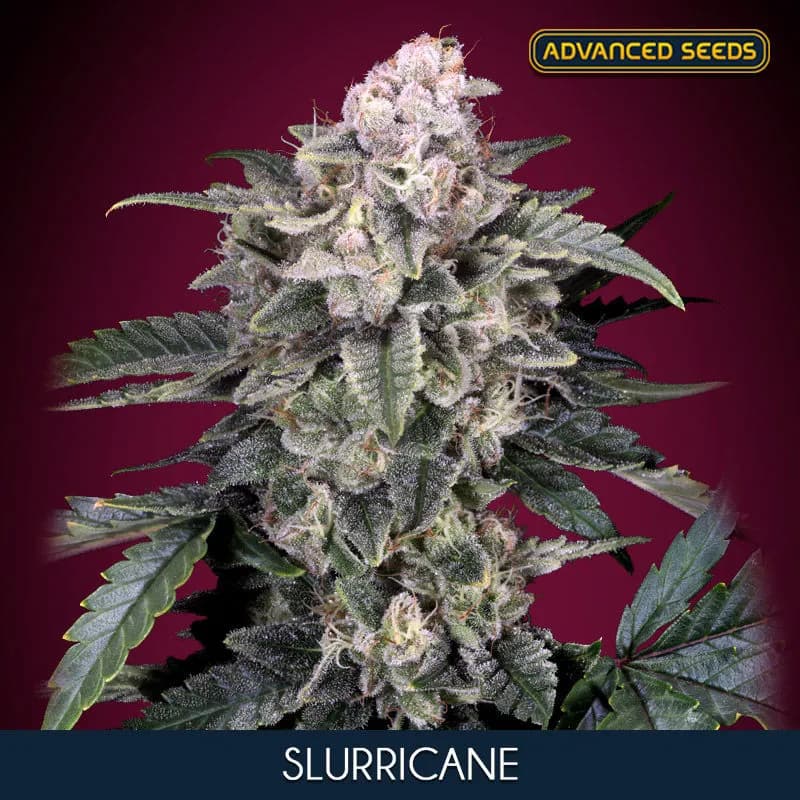 Slurricane