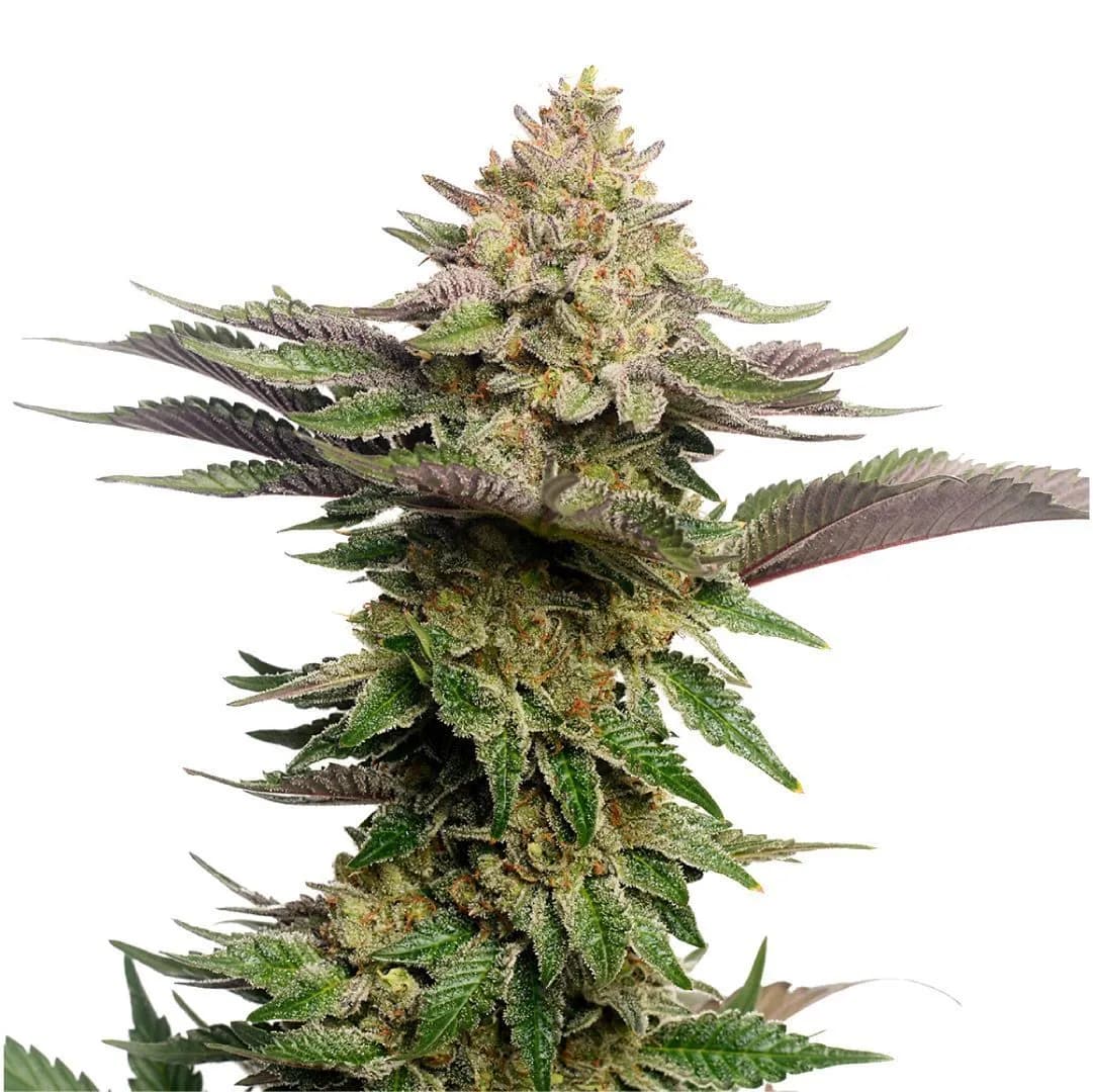 Strawberry Glue