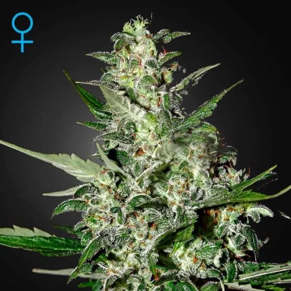 Super Critical Autoflowering