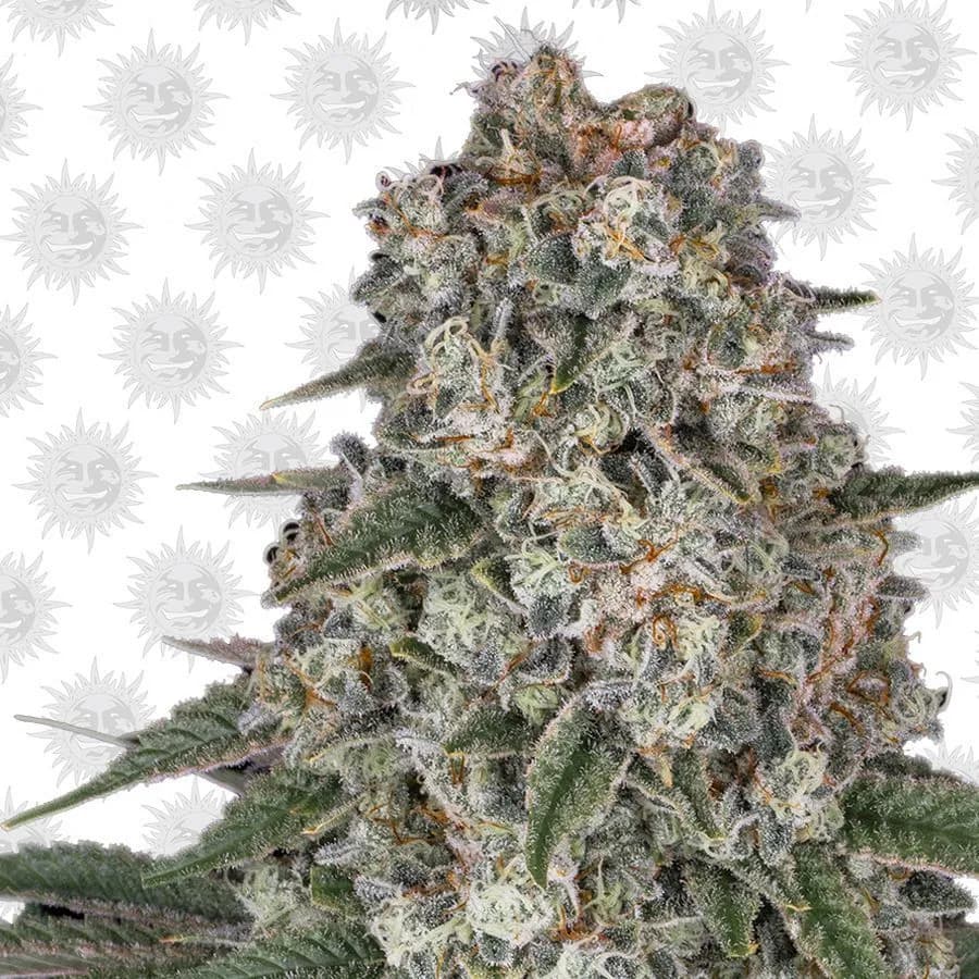 Tropicanna Banana