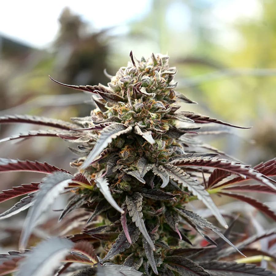 White Runtz Fast Flowering (Humboldt Seed Organization)