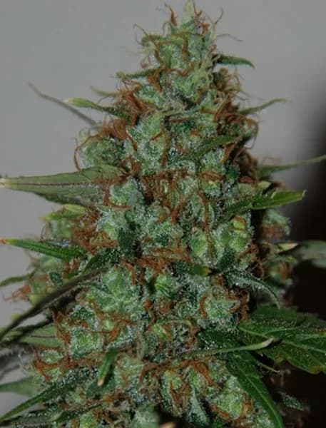Wild Thailand Ryder Autoflower