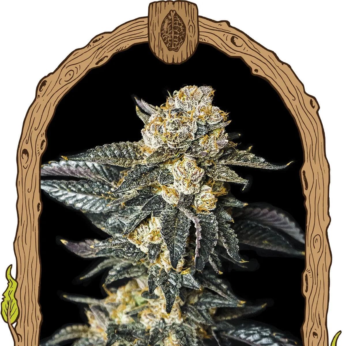 Zkittaberry Auto (Exotic Seed)