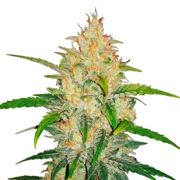 Zkittlez Auto