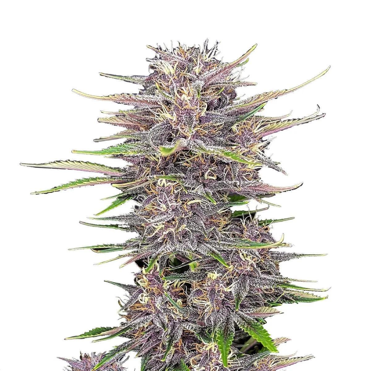 Banana Purple Punch