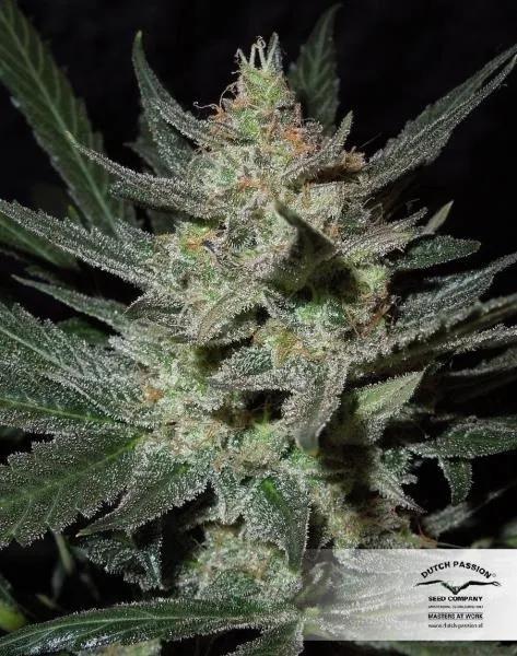 Blue Auto Mazar