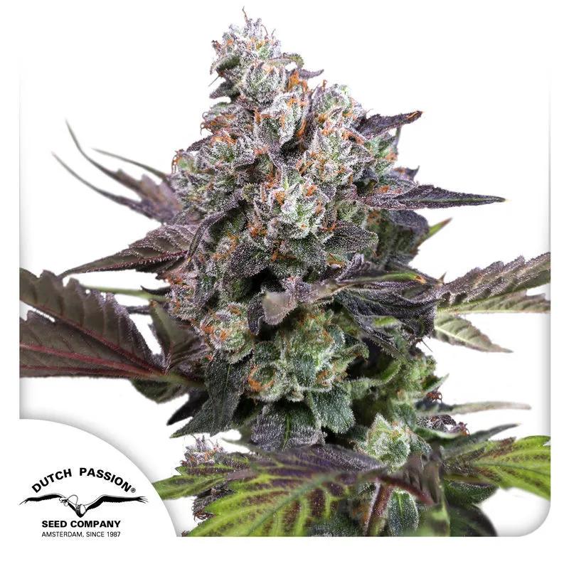 Candy Bubatz XL