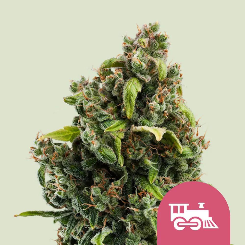 Candy Kush Express - Fast Flowering