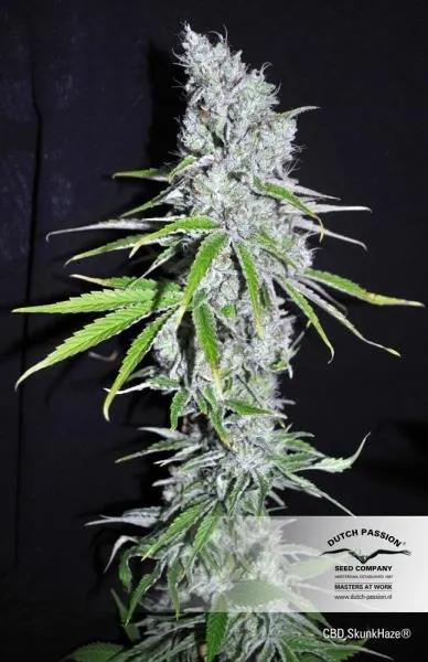 CBD Skunk Haze